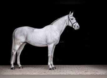 Shagya Araber, Hengst, 16 Jahre, 161 cm, Schimmel