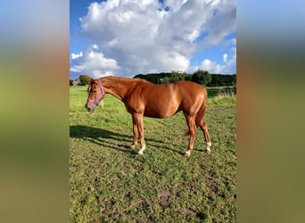 Shagya Araber, Stute, 11 Jahre, 153 cm, Fuchs