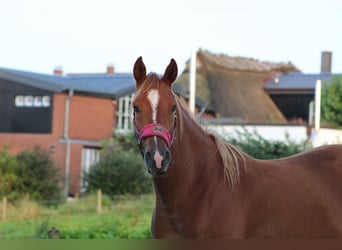 Shagya Araber, Stute, 11 Jahre, 153 cm, Fuchs