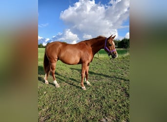 Shagya Araber, Stute, 11 Jahre, 153 cm, Fuchs