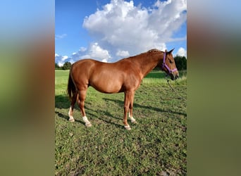 Shagya Araber, Stute, 11 Jahre, 153 cm, Fuchs