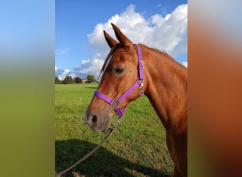 Shagya Araber, Stute, 11 Jahre, 153 cm, Fuchs