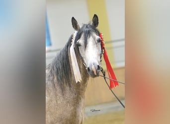 Shagya Araber, Stute, 12 Jahre, 153 cm, Fliegenschimmel