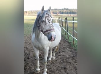 Shagya Araber, Stute, 14 Jahre, 155 cm, Schimmel