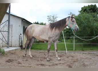 Shagya Araber, Stute, 2 Jahre, 153 cm, Rotschimmel