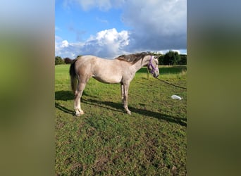 Shagya Araber, Stute, 2 Jahre, 153 cm, Rotschimmel