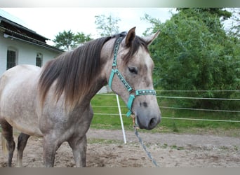 Shagya Araber, Stute, 2 Jahre, 153 cm, Rotschimmel