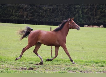 Shagya Araber, Stute, 2 Jahre, 155 cm, Brauner