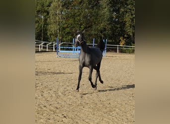 Shagya Araber, Stute, 2 Jahre, 155 cm