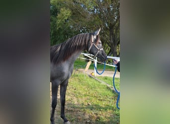 Shagya Araber, Stute, 2 Jahre, 155 cm, Schimmel