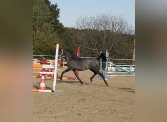 Shagya Araber, Stute, 2 Jahre, 155 cm, Schimmel