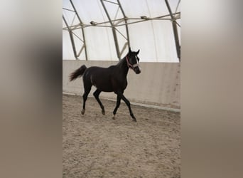 Shagya Araber, Stute, 2 Jahre, Schimmel