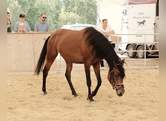 Shagya Araber, Stute, 3 Jahre, 155 cm, Brauner