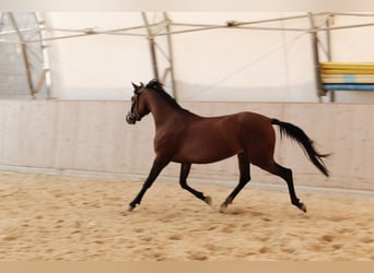 Shagya Araber, Stute, 3 Jahre, 155 cm, Brauner