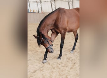 Shagya Araber, Stute, 3 Jahre, 155 cm, Brauner