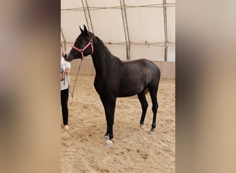 Shagya Araber, Stute, 3 Jahre, 155 cm, Schimmel