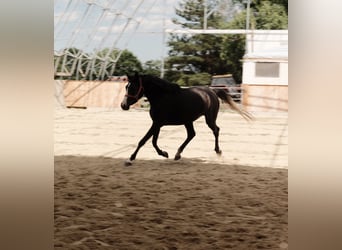 Shagya Araber, Stute, 3 Jahre, 155 cm, Schimmel