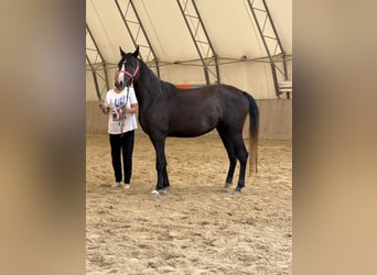 Shagya Araber, Stute, 3 Jahre, 155 cm, Schimmel