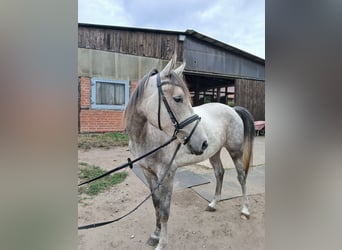 Shagya Araber, Stute, 3 Jahre, 157 cm, Rotschimmel