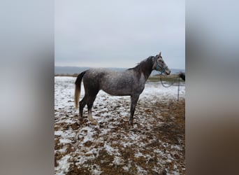 Shagya Araber, Stute, 3 Jahre, 157 cm, Rotschimmel