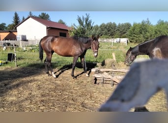 Shagya Araber, Stute, 4 Jahre, 160 cm, Dunkelbrauner