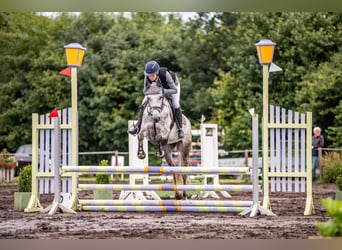 Shagya Araber, Stute, 5 Jahre, 152 cm, Schimmel