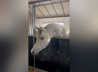 Shagya Araber, Stute, 5 Jahre, 154 cm, Schimmel