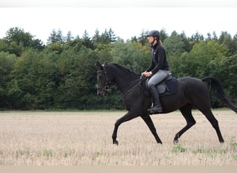 Shagya Araber, Stute, 5 Jahre, 158 cm, Rappe