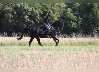 Shagya Araber, Stute, 5 Jahre, 158 cm, Rappe