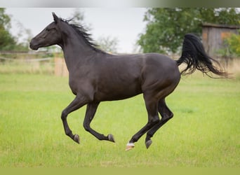 Shagya Araber, Stute, 5 Jahre, 158 cm, Rappe