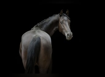 Shagya Araber, Stute, 5 Jahre, 158 cm, Rappe