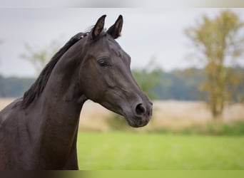 Shagya Araber, Stute, 5 Jahre, 158 cm, Rappe