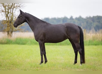 Shagya Araber, Stute, 5 Jahre, 158 cm, Rappe