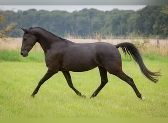 Shagya Araber, Stute, 5 Jahre, 158 cm, Rappe