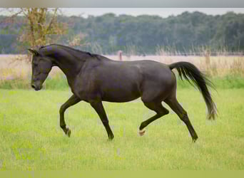 Shagya Araber, Stute, 5 Jahre, 158 cm, Rappe
