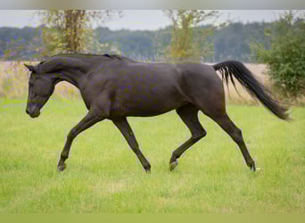 Shagya Araber, Stute, 5 Jahre, 158 cm, Rappe