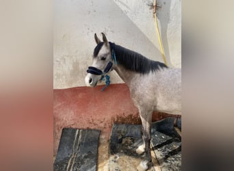 Shagya Araber, Stute, 5 Jahre, Schimmel