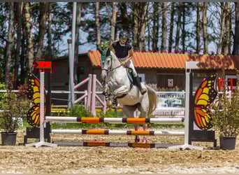 Shagya Araber Mix, Stute, 7 Jahre, 155 cm