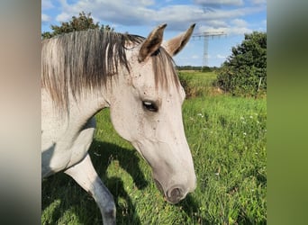 Shagya Araber, Stute, 7 Jahre, 163 cm, Schimmel