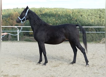 Shagya Araber, Stute, 8 Jahre, 154 cm, Dunkelbrauner