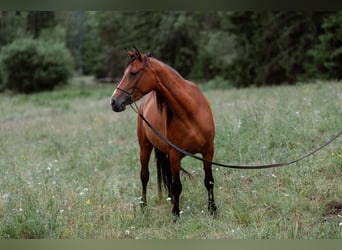 Shagya Araber, Stute, 8 Jahre, 154 cm, Rotbrauner