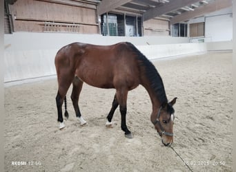 Shagya Araber, Stute, 8 Jahre, 156 cm, Brauner