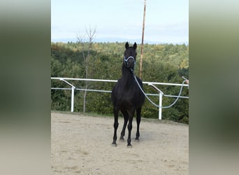 Shagya Araber, Stute, 9 Jahre, 154 cm