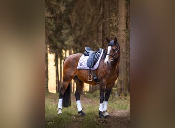 Shagya Araber, Wallach, 10 Jahre, 158 cm, Brauner
