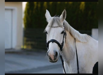 Shagya Araber, Wallach, 10 Jahre, 163 cm, Schimmel