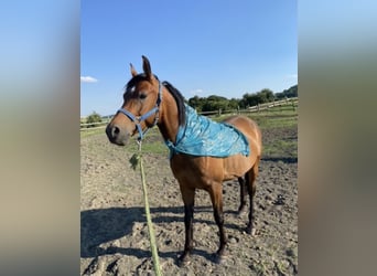 Shagya Araber, Wallach, 10 Jahre, Brauner