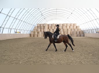 Shagya Araber, Wallach, 13 Jahre, 160 cm, Brauner