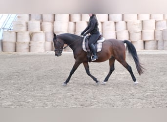 Shagya Araber, Wallach, 13 Jahre, 160 cm