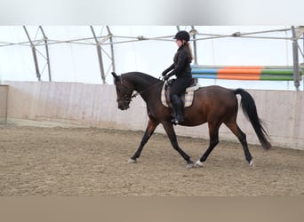 Shagya Araber, Wallach, 13 Jahre, 160 cm