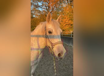 Shagya Araber, Wallach, 14 Jahre, 149 cm, Schimmel